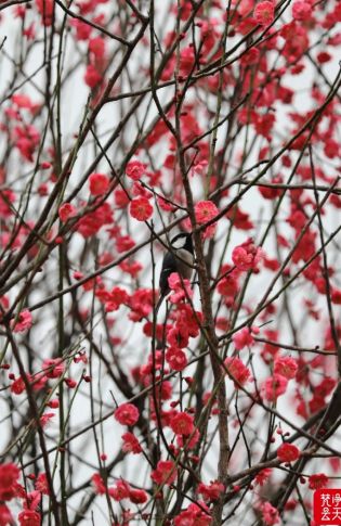 江口：鸟语花香春意浓